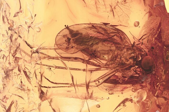 Detailed Fossil Predatory Snipe Fly and Gall Midge In Baltic Amber #325380